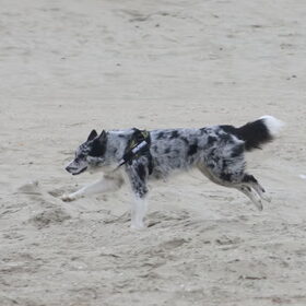 Hondenfoto van Angelique; Bruno, Charlie & Fenna  