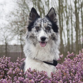 Hondenfoto van Angelique; Bruno, Charlie & Fenna  