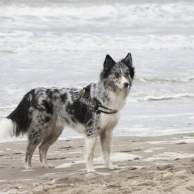 Hondenfoto van Angelique; Bruno, Charlie & Fenna  