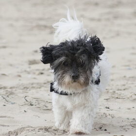 Hondenfoto van Angelique; Bruno, Charlie & Fenna  
