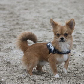 Hondenfoto van Angelique; Bruno, Charlie & Fenna  