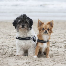Hondenfoto van Angelique; Bruno, Charlie & Fenna  