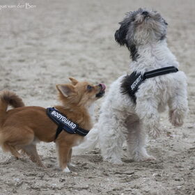 Hondenfoto van Angelique; Bruno, Charlie & Fenna  