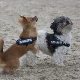 Hondenfoto van Angelique; Bruno, Charlie & Fenna  