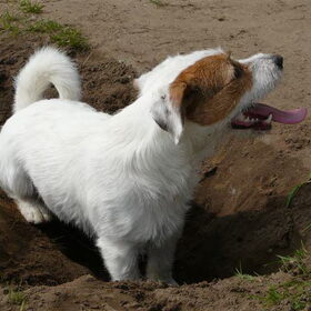 Romeo kan in een paar minuten tijd, een enorme kuil graven.