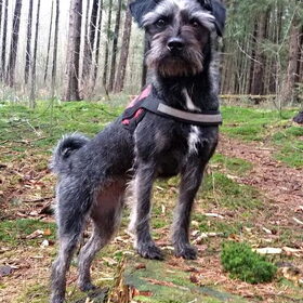 Hondenfoto van Ciska en Spanjaardje Moh (Bambi r.i.p.)