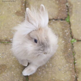 Hondenfoto van Angelique; Bruno, Charlie & Fenna  