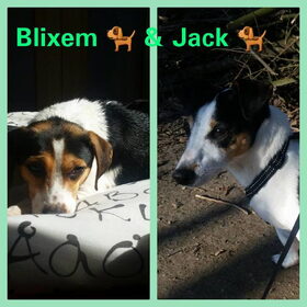 Hondenfoto van Liesbeth... Jack - Max † - Blixem