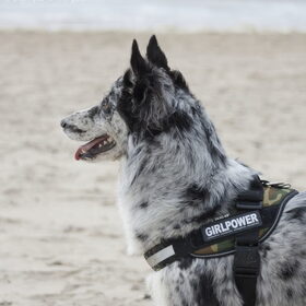 Hondenfoto van Angelique; Bruno, Charlie & Fenna  