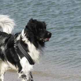 Hondenfoto van Doortje & Tibbe