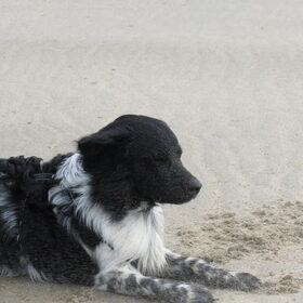 Hondenfoto van Doortje & Tibbe