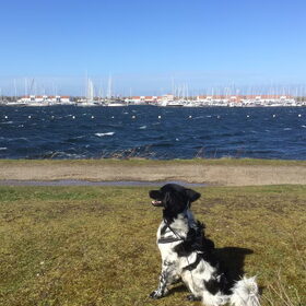Hondenfoto van Doortje & Tibbe