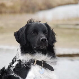 Hondenfoto van Doortje & Tibbe