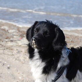 Hondenfoto van Doortje & Tibbe