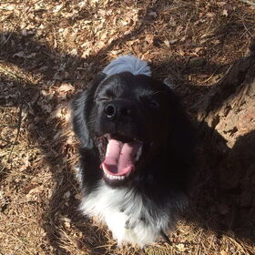 Hondenfoto van Doortje & Tibbe