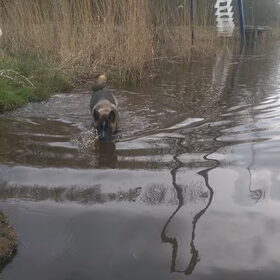 Hondenfoto van Jackie en Kiba:)