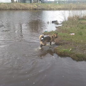 Hondenfoto van Jackie en Kiba:)