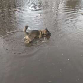 Hondenfoto van Jackie en Kiba:)