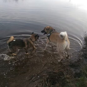 Hondenfoto van Jackie en Kiba:)