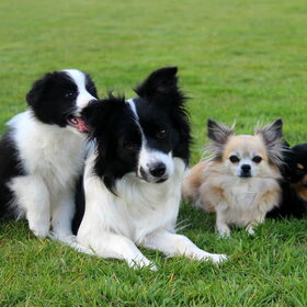 Hondenfoto van Shauni  *Sky~Jinx~Sansa~Hypno*