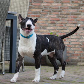 Hondenfoto van Hannah & Bink† en Beertje