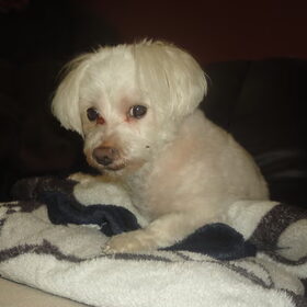 Hondenfoto van Kim~Chiva~Nicky†~Queeny ~Bono 