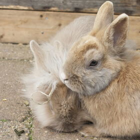 Flappie & Winnie