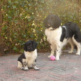 Hondenfoto van Dorien & Luca