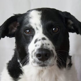 Hondenfoto van Angelique; Bruno, Charlie & Fenna  