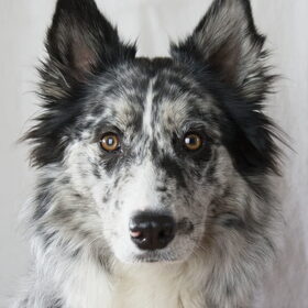 Hondenfoto van Angelique; Bruno, Charlie & Fenna  