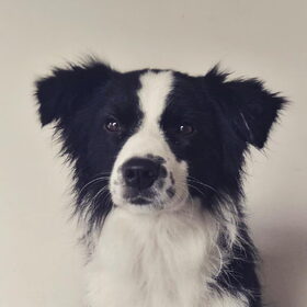 Hondenfoto van celeste & nugga