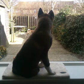 Hondenfoto van Jackie en Kiba:)