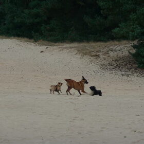 Jippie, met andere honden spelen!