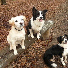 Deze foto is in het bos gemaakt. Deze honden kunnen goed met…