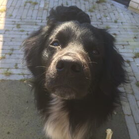 Hondenfoto van Doortje & Tibbe