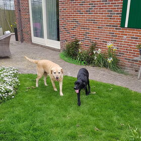 Hondenfoto van laura   Diva&Nova