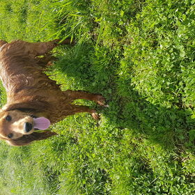 Hondenfoto van Rachelle & Hummie 