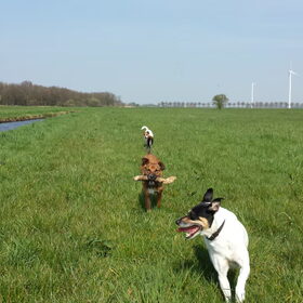 Hondenfoto van Sanne & Denise, Fanny, Vita