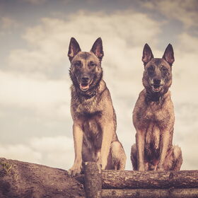 Hondenfoto van De Mecheltjes clan