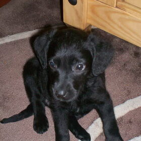 Dit is een foto van missy de eerste dag bij mij in huis. ze is…