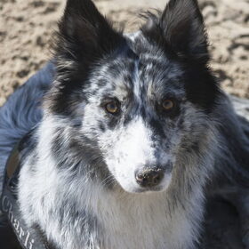 Hondenfoto van Angelique; Bruno, Charlie & Fenna  