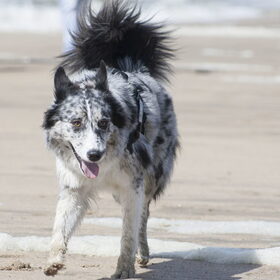 Hondenfoto van Angelique; Bruno, Charlie & Fenna  