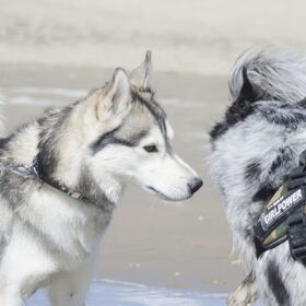 Hondenfoto van Angelique; Bruno, Charlie & Fenna  