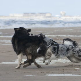 Hondenfoto van Angelique; Bruno, Charlie & Fenna  