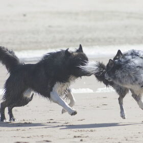 Hondenfoto van Angelique; Bruno, Charlie & Fenna  