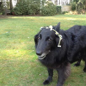 Hondenfoto van harley en jacx