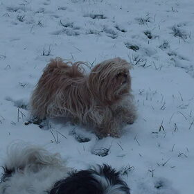 Hondenfoto van liesbeth,Turbo,Luna, Levi en Faith