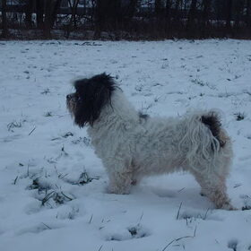 Hondenfoto van liesbeth,Turbo,Luna, Levi en Faith