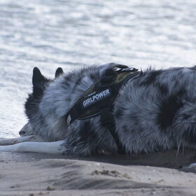 Hondenfoto van Angelique; Bruno, Charlie & Fenna  
