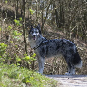 Hondenfoto van Angelique; Bruno, Charlie & Fenna  